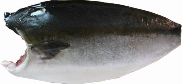 Hamachi Filet